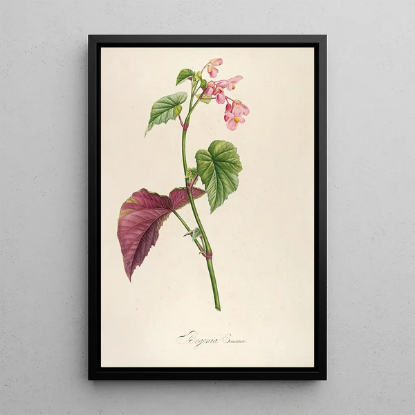 Description of Rare Cultivated Plants at Malmaison and Navarre Pl63 - Pierre Joseph Redouté — framed artwork on a wall