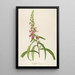 Description of rare cultivated plants at Malmaison and Navarre Pl64 - Pierre Joseph Redouté — framed artwork on a wall