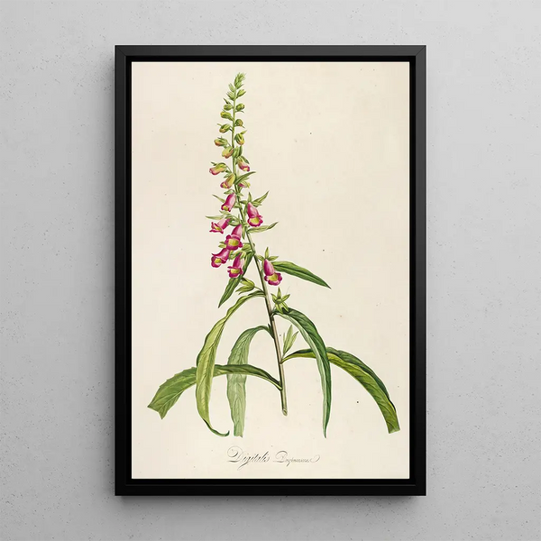 Description of rare cultivated plants at Malmaison and Navarre Pl64 - Pierre Joseph Redouté — framed artwork on a wall