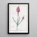 Erica fulgida - Pierre Joseph Redouté — framed artwork on a wall