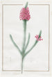 Erica fulgida - Pierre Joseph Redouté — artwork view