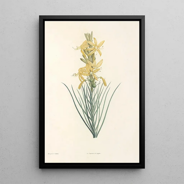 La botanique de J J Rousseau Pl 03 - Pierre Joseph Redouté — framed artwork on a wall