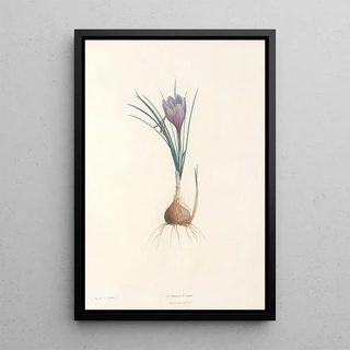 Pierre Joseph Redout - La botanique de J J Rousseau Pl 04.webp