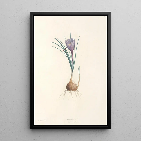 La botanique de J J Rousseau Pl 04 - Pierre Joseph Redouté — framed artwork on a wall