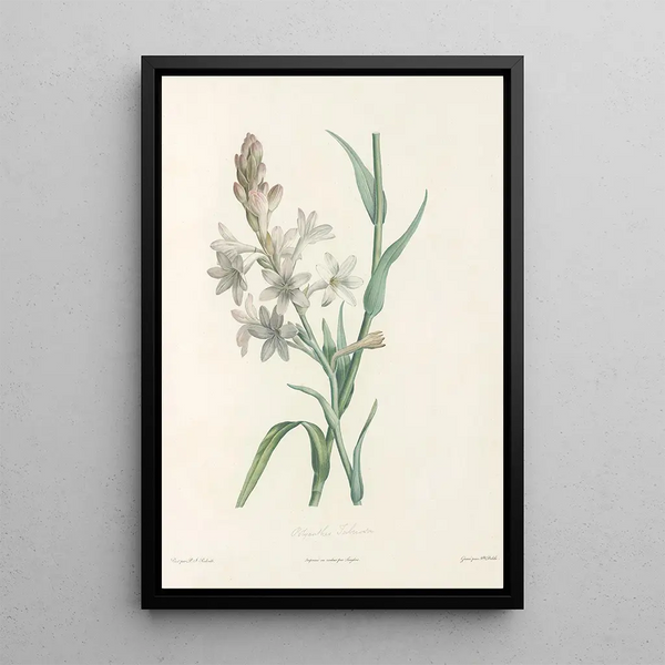 La botanique de J J Rousseau Pl 06 - Pierre Joseph Redouté — framed artwork on a wall
