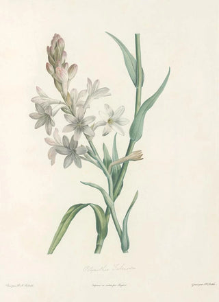 Pierre Joseph Redout - La botanique de J J Rousseau Pl 06.webp