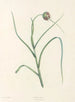 La botanique de J. J. Rousseau Pl 07 - Pierre-Joseph Redouté — artwork view