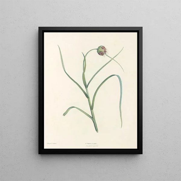 La botanique de J. J. Rousseau Pl 07 - Pierre-Joseph Redouté — framed artwork on a wall
