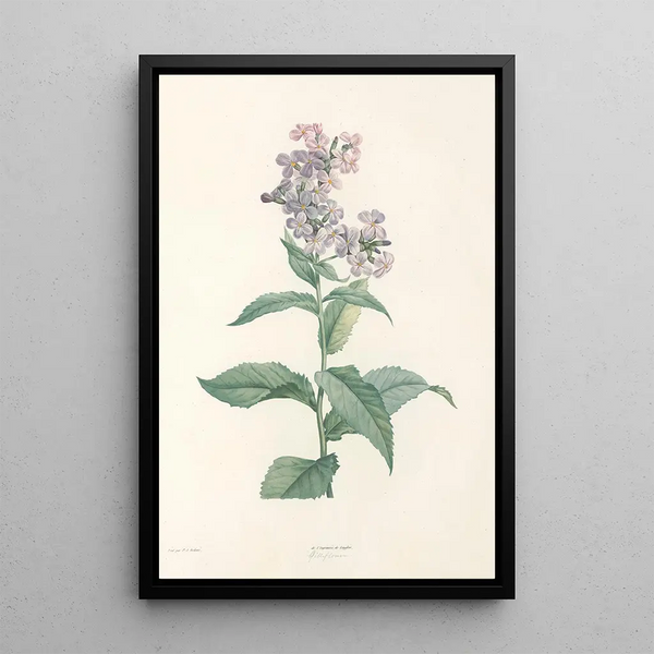 La botanique de J J Rousseau Pl 09 - Pierre Joseph Redouté — framed artwork on a wall