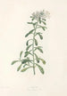 La botanique de J J Rousseau Pl 11 - Pierre Joseph Redouté — artwork view