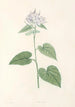 La botanique de J J Rousseau Pl 12 - Pierre Joseph Redouté — artwork view