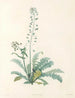 La botanique de J. J. Rousseau Pl 13 - Pierre-Joseph Redouté — artwork view