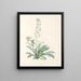 La botanique de J. J. Rousseau Pl 13 - Pierre-Joseph Redouté — framed artwork on a wall