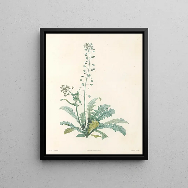 La botanique de J. J. Rousseau Pl 13 - Pierre-Joseph Redouté — framed artwork on a wall