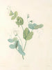 La botanique de J. J. Rousseau Pl 14 - Pierre-Joseph Redouté — artwork view