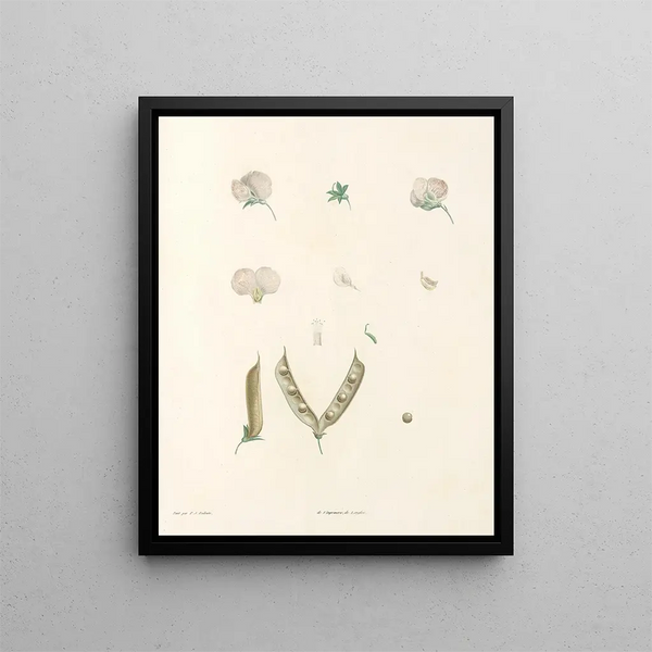 La botanique de J. J. Rousseau Pl 15 - Pierre-Joseph Redouté — framed artwork on a wall