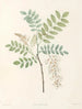 La botanique de J. J. Rousseau Pl 18 - Pierre-Joseph Redouté — artwork view