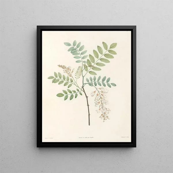 La botanique de J. J. Rousseau Pl 18 - Pierre-Joseph Redouté — framed artwork on a wall