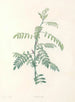 La botanique de J. J. Rousseau Pl 19 - Pierre-Joseph Redouté — artwork view