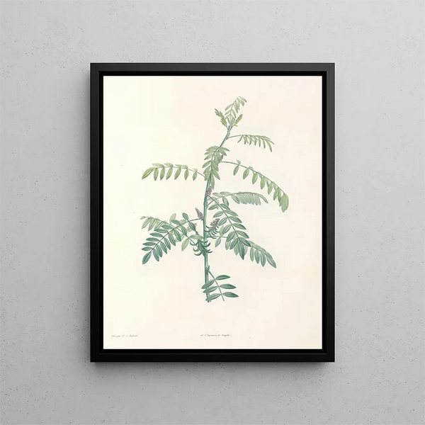 La botanique de J. J. Rousseau Pl 19 - Pierre-Joseph Redouté — framed artwork on a wall