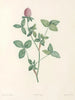 La botanique de J. J. Rousseau Pl 20 - Pierre-Joseph Redouté — artwork view