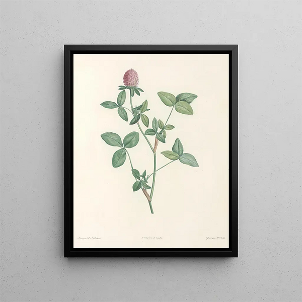 La botanique de J. J. Rousseau Pl 20 - Pierre-Joseph Redouté — framed artwork on a wall