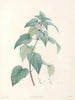 La botanique de J. J. Rousseau Pl 21 - Pierre-Joseph Redouté — artwork view