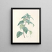 La botanique de J. J. Rousseau Pl 21 - Pierre-Joseph Redouté — framed artwork on a wall