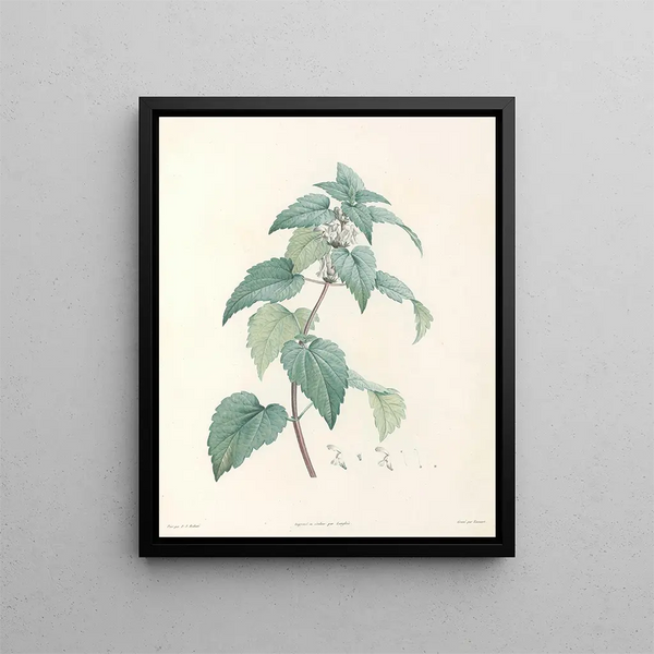La botanique de J. J. Rousseau Pl 21 - Pierre-Joseph Redouté — framed artwork on a wall