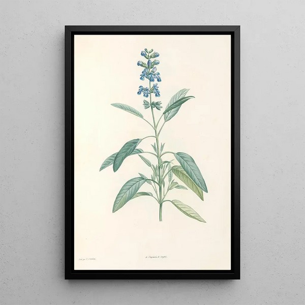 La botanique de J J Rousseau Pl 22 - Pierre Joseph Redouté — framed artwork on a wall