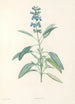 La botanique de J J Rousseau Pl 22 - Pierre Joseph Redouté — artwork view