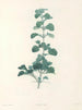 La botanique de J. J. Rousseau Pl 23 - Pierre-Joseph Redouté — artwork view