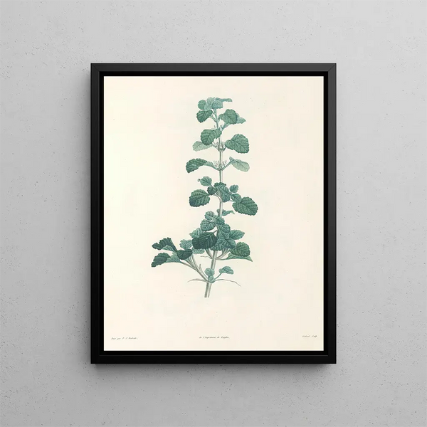La botanique de J. J. Rousseau Pl 23 - Pierre-Joseph Redouté — framed artwork on a wall