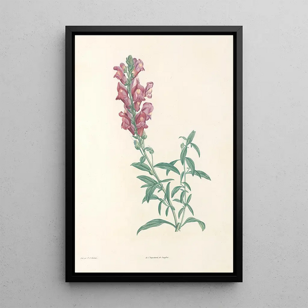 La botanique de J J Rousseau Pl 24 - Pierre Joseph Redouté — framed artwork on a wall
