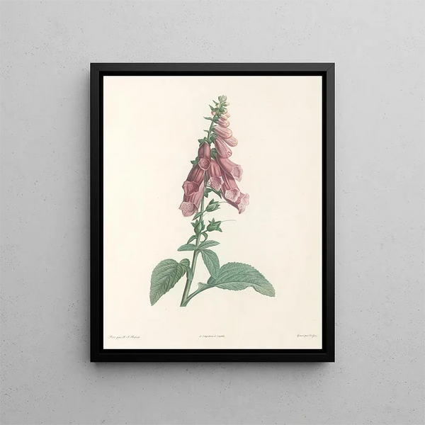 La botanique de J. J. Rousseau Pl 27 - Pierre-Joseph Redouté — framed artwork on a wall