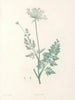 La botanique de J. J. Rousseau Pl 28 - Pierre-Joseph Redouté — artwork view