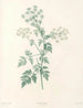 La botanique de J. J. Rousseau Pl 29 - Pierre-Joseph Redouté — artwork view
