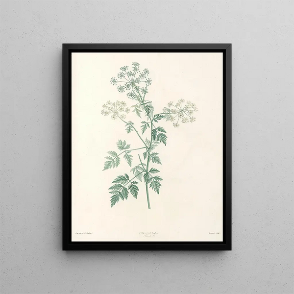 La botanique de J. J. Rousseau Pl 29 - Pierre-Joseph Redouté — framed artwork on a wall