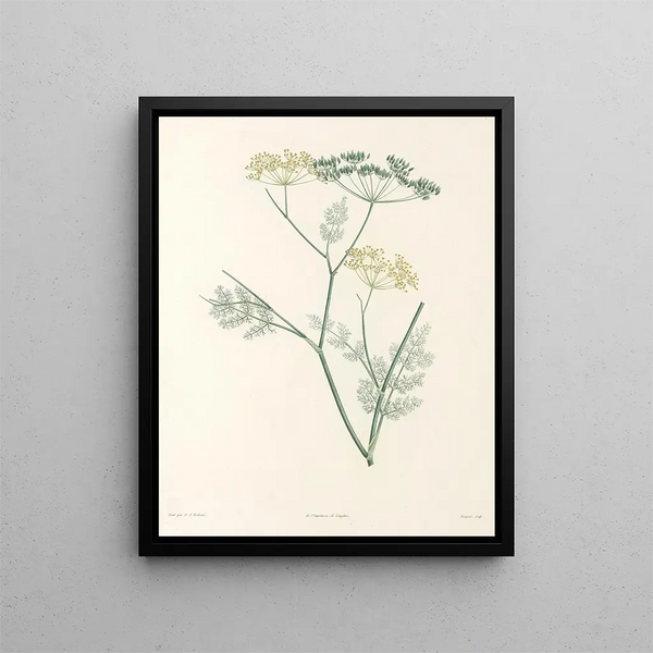 La botanique de J. J. Rousseau Pl 30 - Pierre-Joseph Redouté — framed artwork on a wall