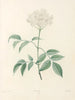 La botanique de J. J. Rousseau Pl 33 - Pierre-Joseph Redouté — artwork view