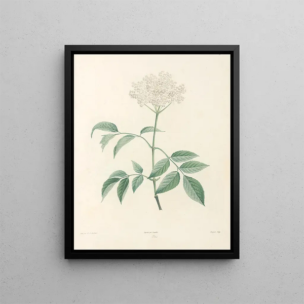 La botanique de J. J. Rousseau Pl 33 - Pierre-Joseph Redouté — framed artwork on a wall