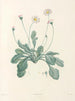 La botanique de J. J. Rousseau Pl 34 - Pierre-Joseph Redouté — artwork view