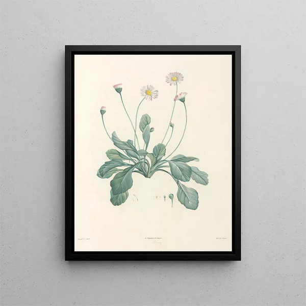 La botanique de J. J. Rousseau Pl 34 - Pierre-Joseph Redouté — framed artwork on a wall
