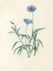 La botanique de J. J. Rousseau Pl 37 - Pierre-Joseph Redouté — artwork view