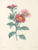 La botanique de J. J. Rousseau Pl 38 - Pierre-Joseph Redouté — artwork view