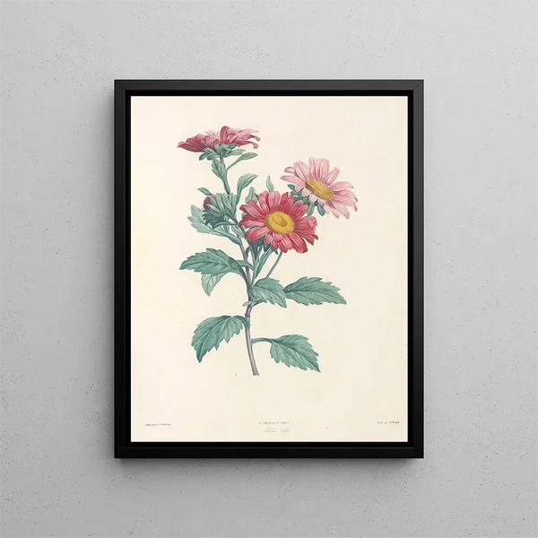 La botanique de J. J. Rousseau Pl 38 - Pierre-Joseph Redouté — framed artwork on a wall