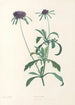 La botanique de J J Rousseau Pl 39 - Pierre Joseph Redouté — artwork view