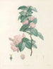 La botanique de J. J. Rousseau Pl 40 - Pierre-Joseph Redouté — artwork view