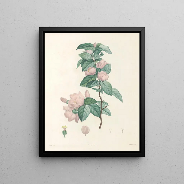 La botanique de J. J. Rousseau Pl 40 - Pierre-Joseph Redouté — framed artwork on a wall