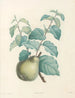 La botanique de J. J. Rousseau Pl 41 - Pierre-Joseph Redouté — artwork view